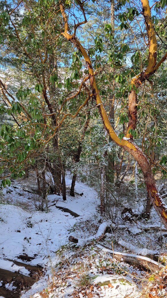 Snow-covered Trail by kimmer50