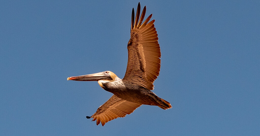 Pelican Fly-over! by rickster549