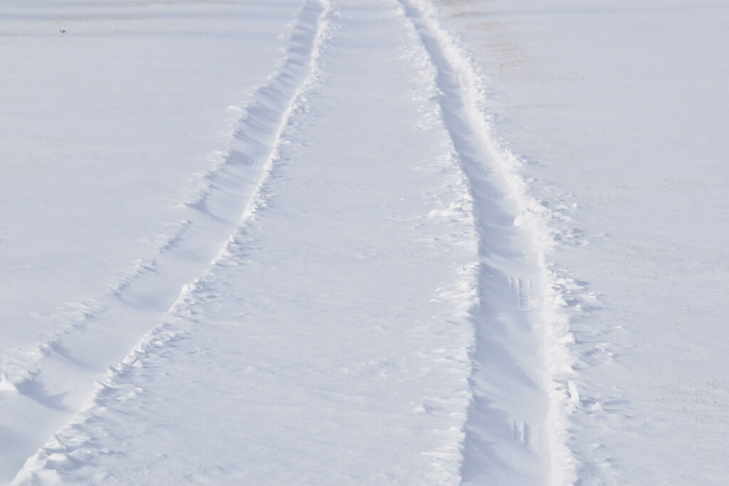 Snow Tracks by genealogygenie