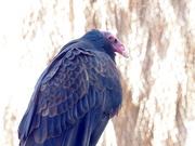 17th Feb 2022 - Turkey Vulture 