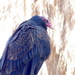 Turkey Vulture  by redy4et