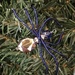 Pavuchky (Ukrainian Christmas Spider) by princessicajessica