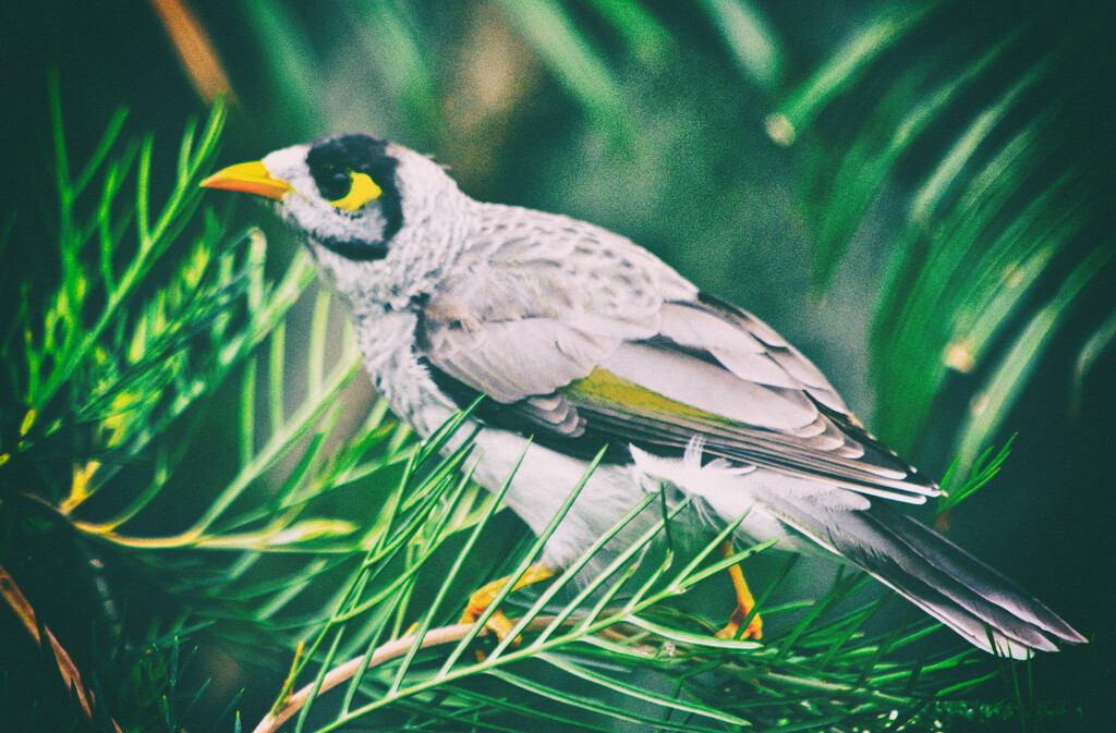 Noisy Miner by annied