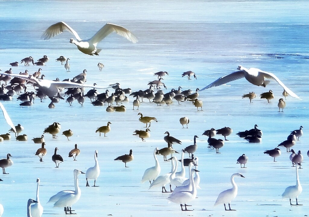Flying Swans by lynnz