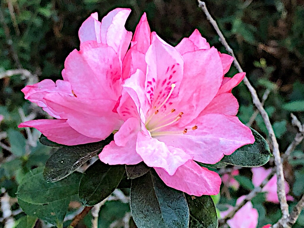 One of the most beautiful and delicate varieties of azaleas by congaree