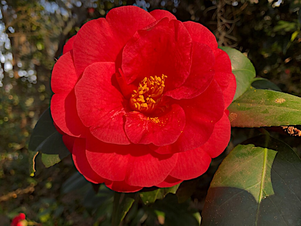 Camellia perfection by congaree