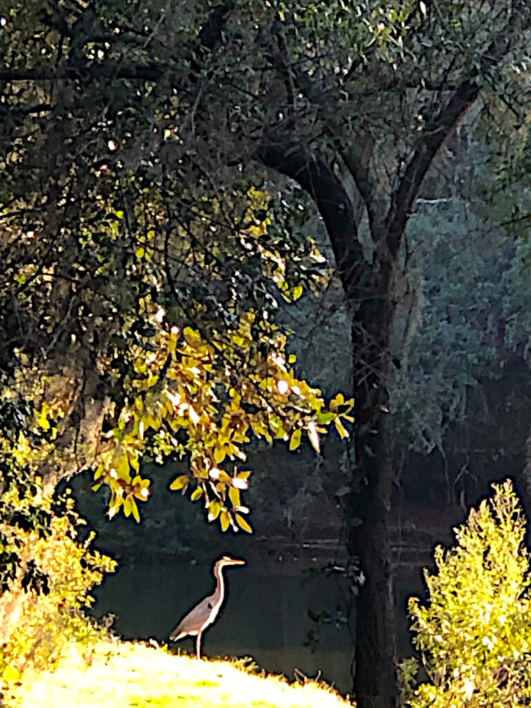 Heron and late afternoon light by congaree