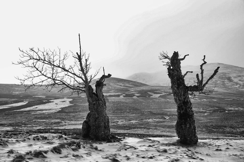 The Shape of Two Trees by jamibann
