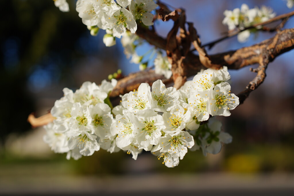 Morello cherry blossoms by acolyte