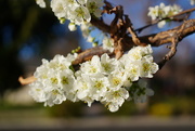 23rd Feb 2022 - Morello cherry blossoms