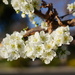 Morello cherry blossoms by acolyte