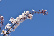 25th Feb 2022 - Cherry Blossom 