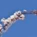 Cherry Blossom  by wakelys