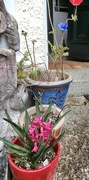 25th Feb 2022 - Pink Hyacinth.....