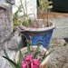 Pink Hyacinth..... by cutekitty