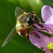 25th Feb 2022 - Busy bee out in the sun