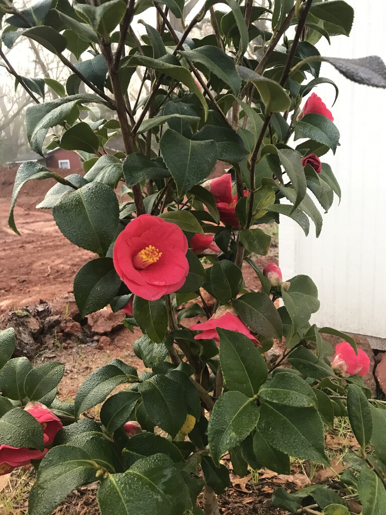 Camellia  by gratitudeyear