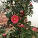 Camellia  by gratitudeyear