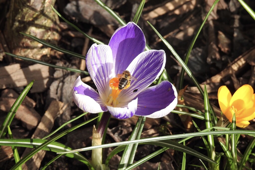 A Crocus and a Bee  by susiemc