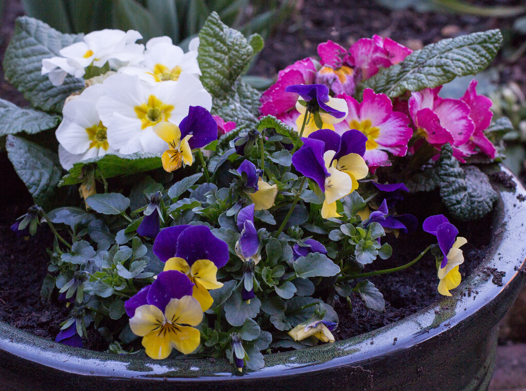 Primulas and violas by busylady