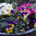 Primulas and violas by busylady