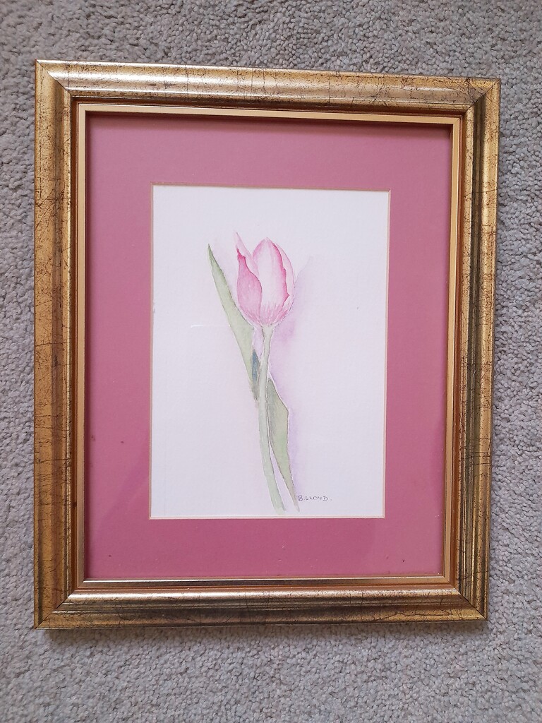 A tulip . by beryl