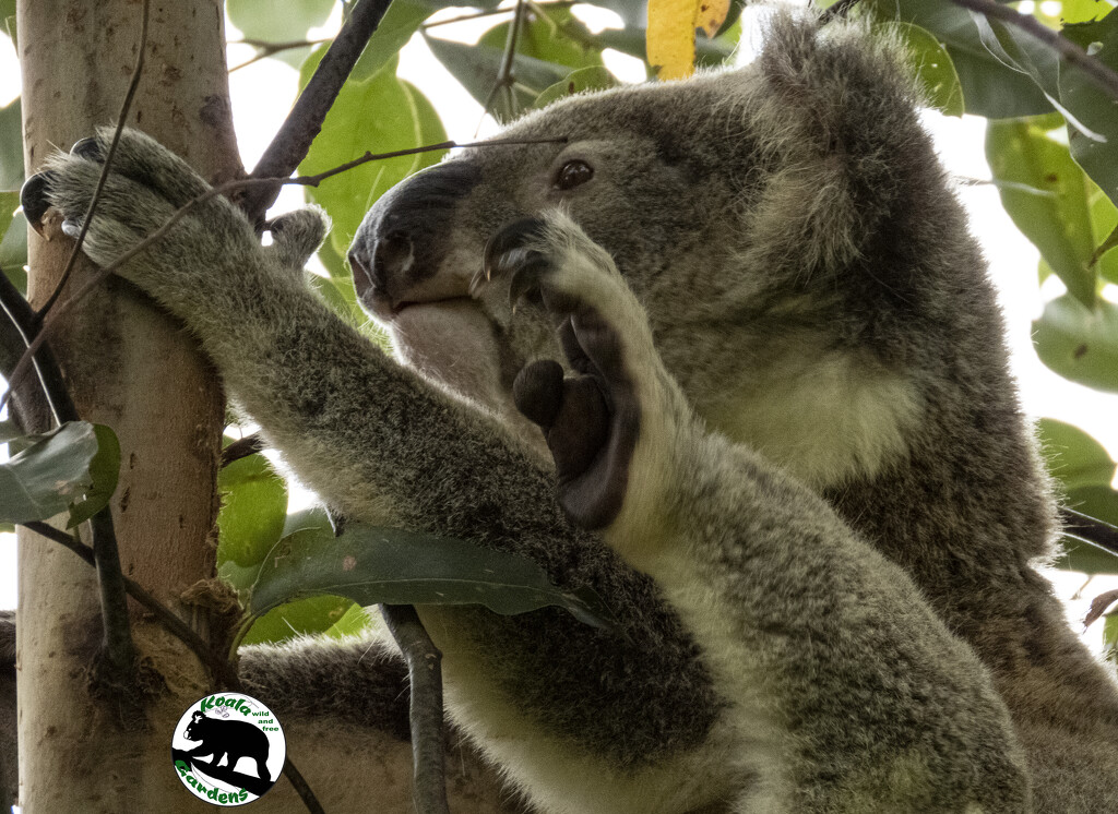 waving? by koalagardens