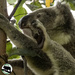 waving? by koalagardens
