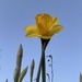 Trumpeting Spring’s arrival - almost. by bill_gk