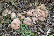 23rd Oct 2021 - Good Year for Fungi