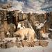 Polar Bear by randy23