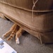Hiding? Under The Couch by julie