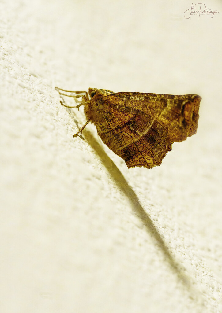 Moth by jgpittenger