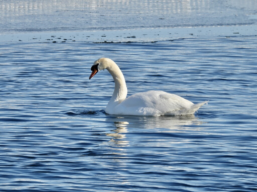 Mute Swan by frantackaberry