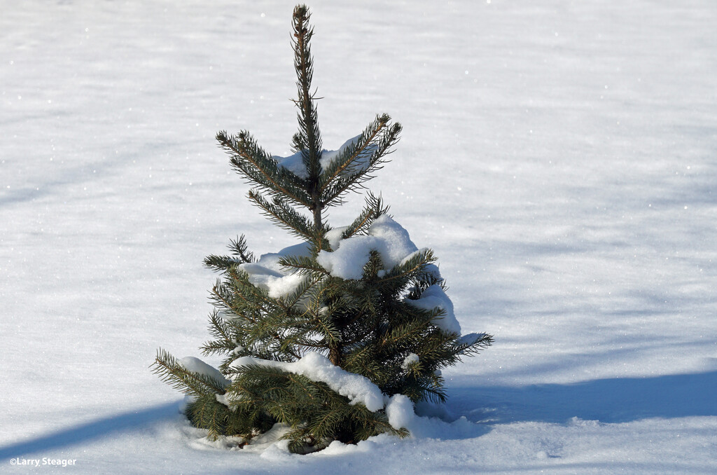 Live Christmas tree two months in the ground by larrysphotos
