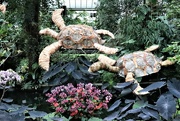24th Feb 2022 - Kew Gardens annual orchid festival is back. Celebrating Costa Rica - including hand made turtles