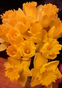 25th Feb 2022 - Glorious golden daffodils