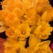 Glorious golden daffodils by grace55