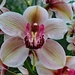 Kew Gardens Orchid Festival. The orchids of Costa Rice by 365jgh