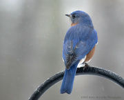 25th Feb 2022 - Tough day for the "bluebird of happiness"!