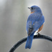 Tough day for the "bluebird of happiness"! by mccarth1