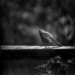 Blackbird Between the Posts by nickspicsnz