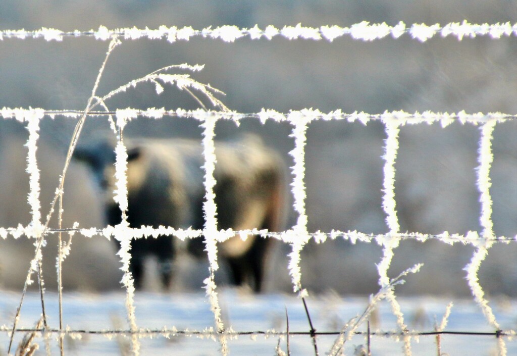 Frosty Fence by lynnz