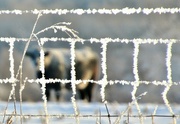 25th Feb 2022 - Frosty Fence