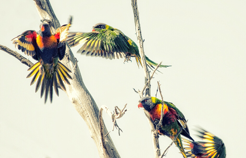 Lorikeets by annied