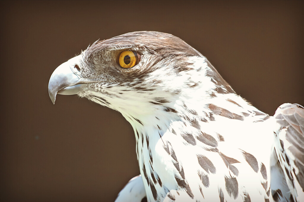  Eagle eye by ludwigsdiana