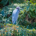 Little Blue Heron by nicoleweg