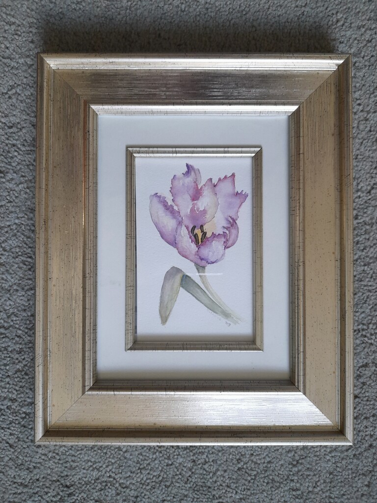 Tulip -2  by beryl