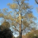 Signs of Spring — oak tree leafing out by congaree