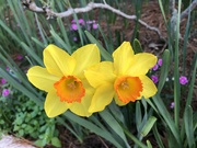 26th Feb 2022 - Daffodils